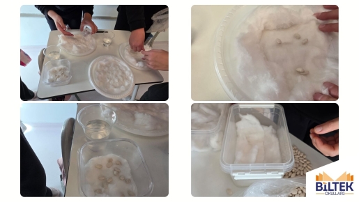 FASULYE ÇİMLENDİRİYORUZ